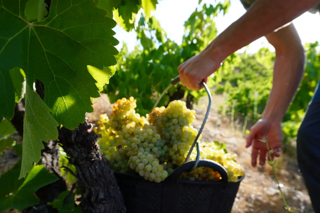 Recogida de uvas blancas en un cesto junto a una cepa